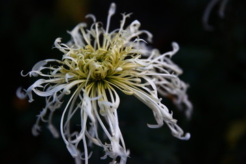 白菊