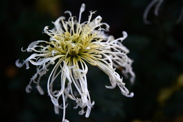白菊