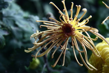 秋菊