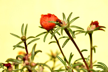 新概念花卉