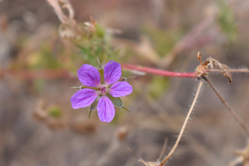 老鹤草