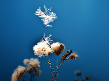 飞翔的花絮