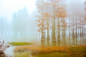 雾里水杉