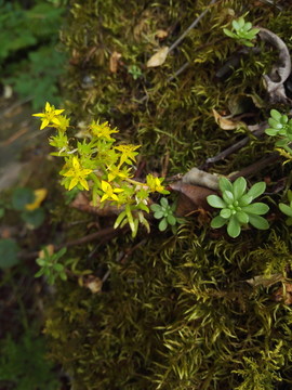 苔藓