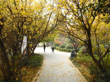 甘棠公园秋天黄叶