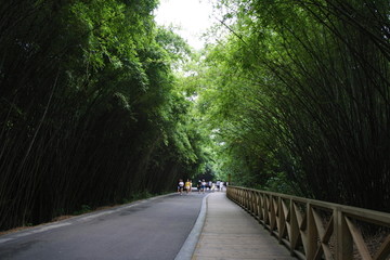 竹林小道