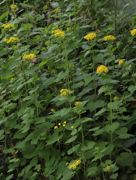 野生菊花