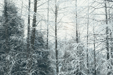 雪景插图