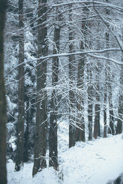 雪景插图