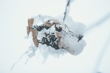 植物上的雪