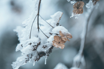 植物上的雪