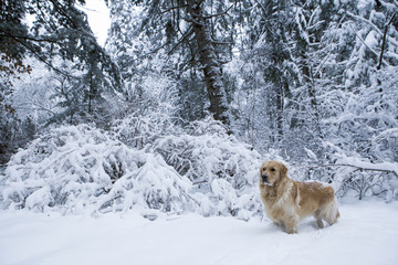 金毛犬雪淞