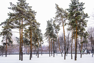 松林雪景