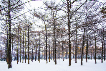 雪景松林