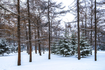 林中雪景