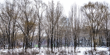 树林雪景