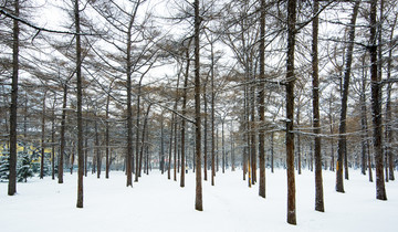 树林雪景