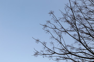天空枯木树梢