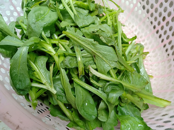 青菜