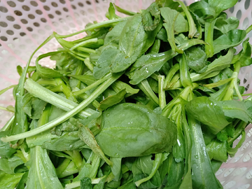 青菜
