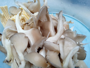 香菌