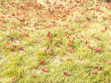 草地上的枫叶