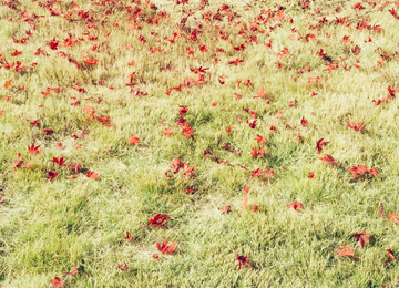 草地上的枫叶
