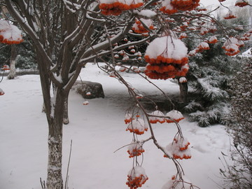 白雪红果