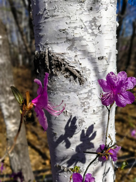 白桦树杜鹃花