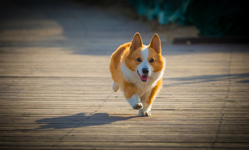 柯基犬