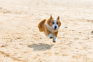 柯基犬