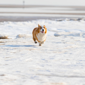 柯基犬