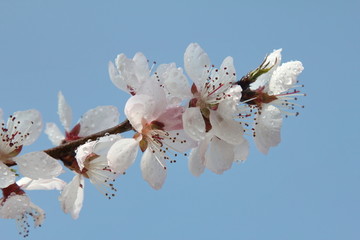 樱花花心花蕊花枝