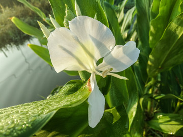 白色花
