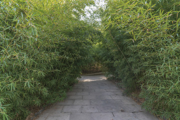 竹林道路