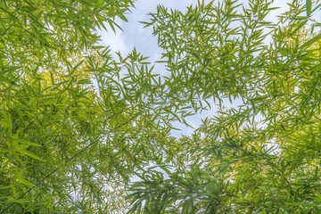竹叶天空