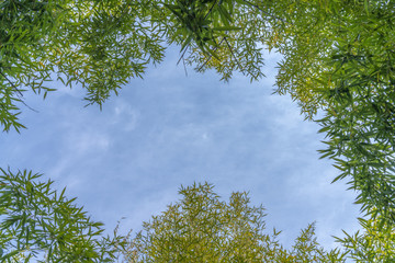 竹叶天空