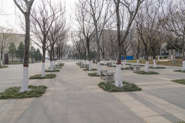 冬天树林