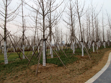 市政园林树木冬季养护