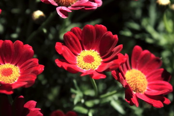 荷兰菊
