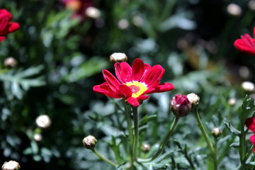 荷兰菊