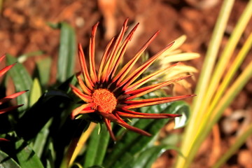 勋章菊