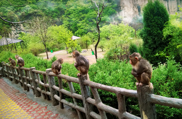 云台山猕猴