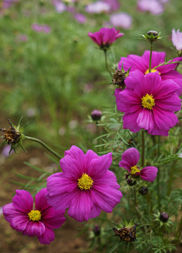 格桑花