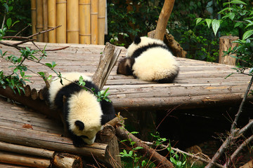 熊猫宝宝嬉戏
