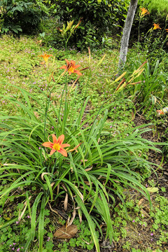 黄花菜