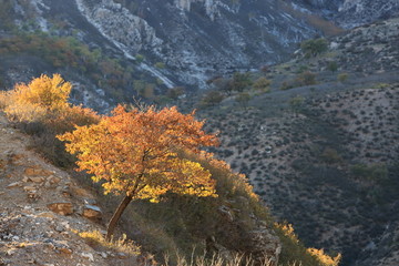 大青山