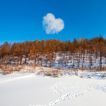 雪中情