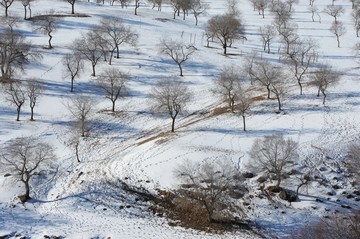 雪地丛林