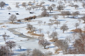 雪地丛林